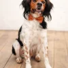 Lenoeud Papillon